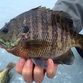 Ice Fishing Bluegills